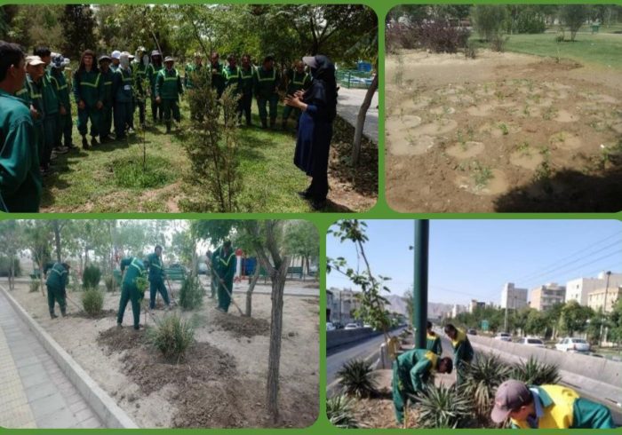 اجرای عملیات اصلاح  و تشتک گذاری درختان منطقه۱۵