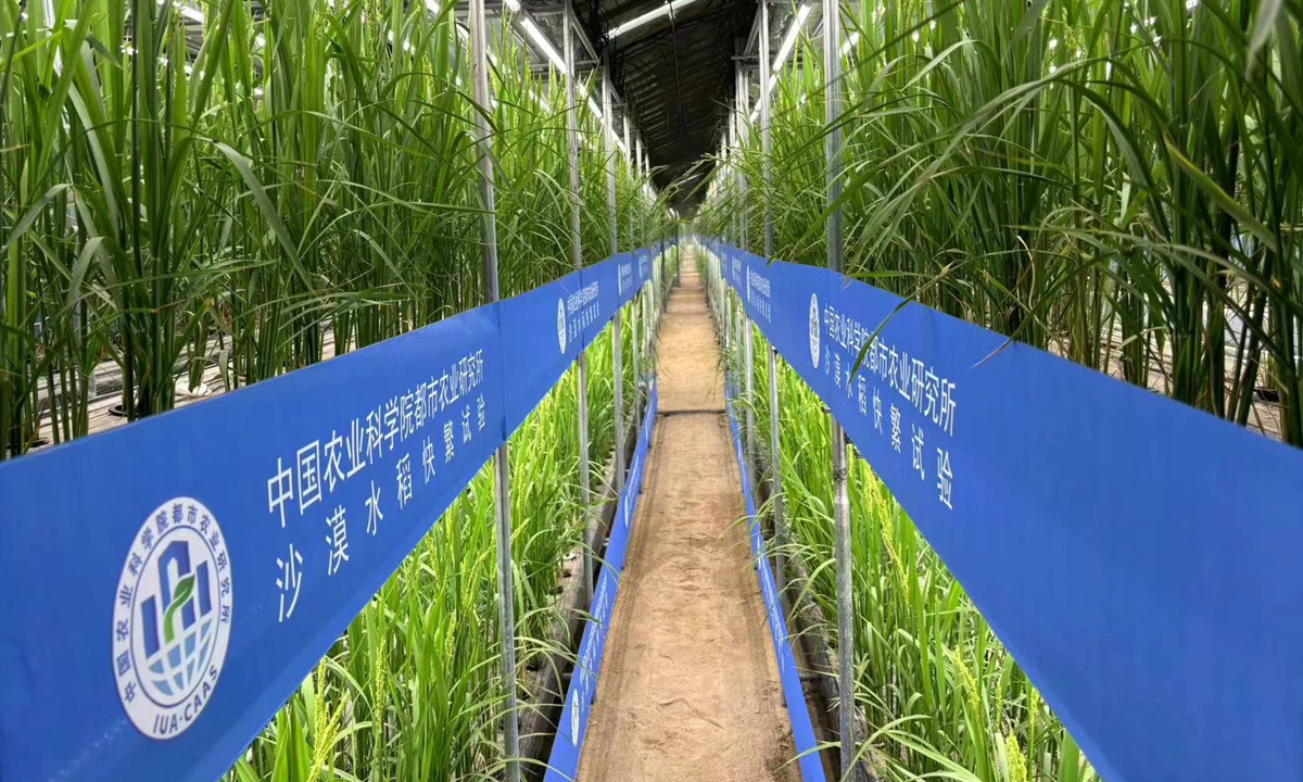 تولید برنج پرورش سریع توسط دانشمندان چینی در گلخانه‌های بیابانی شین جیانگ